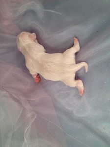 All White Female Lachon puppy for sale #13|Shipping teddy bear puppies to Florida available for only $150|Most US Cities Included  3